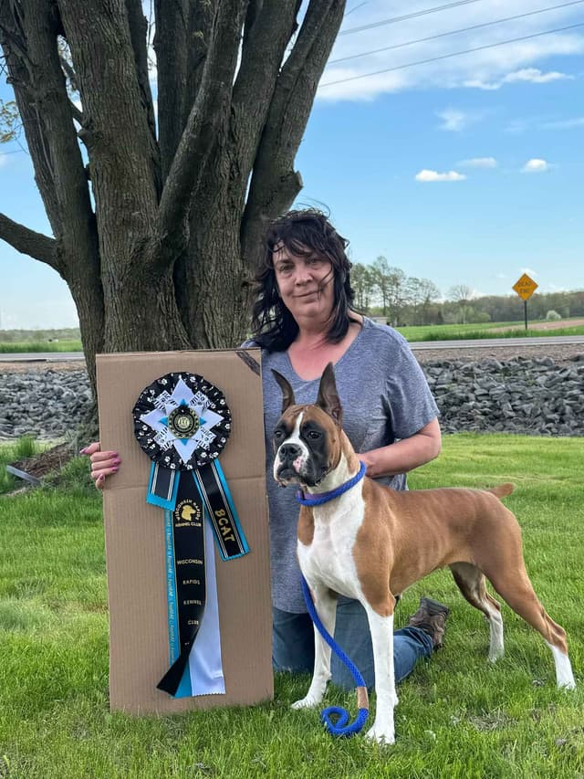 Boxer Puppies - 35 Years Responsible Breeder media 2
