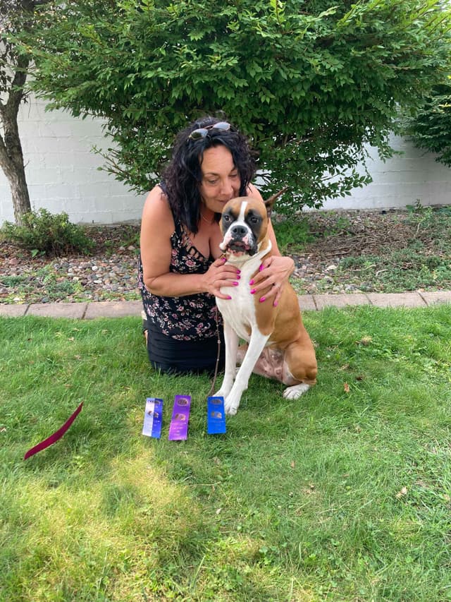 Boxer Puppies - 35 Years Responsible Breeder media 3