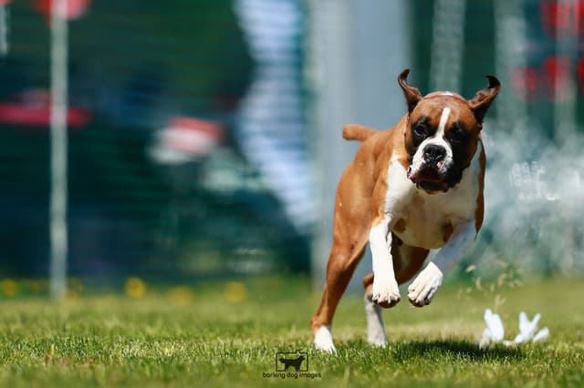 Boxer Puppies - 35 Years Responsible Breeder media 4