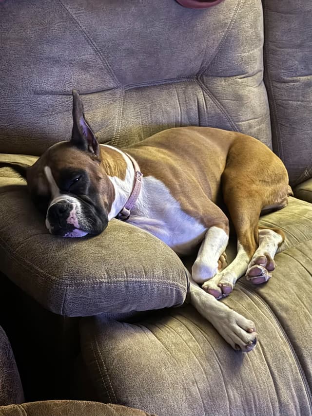 Boxer Puppies - 35 Years Responsible Breeder media 5