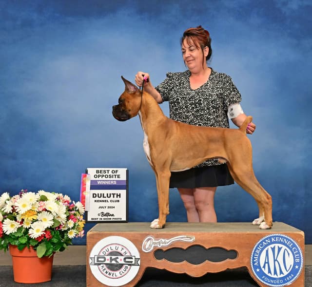 Boxer Puppies - 35 Years Responsible Breeder media 6