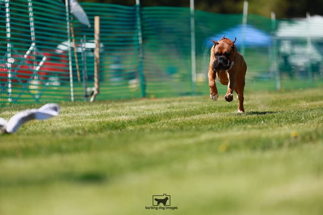 Boxer Puppies - 35 Years Responsible Breeder media 7