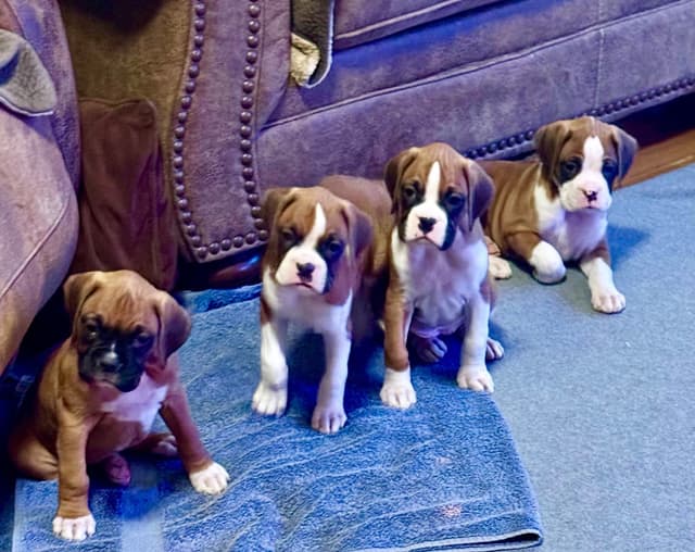 Boxer Puppies - 35 Years Responsible Breeder media 8