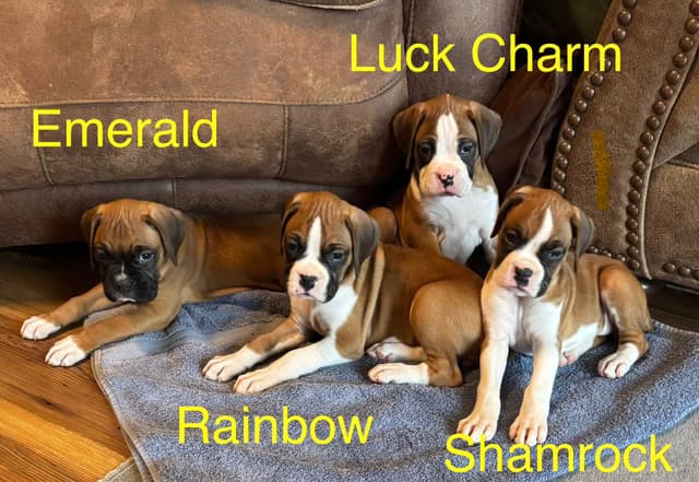 Boxer Puppies - 35 Years Responsible Breeder media 9