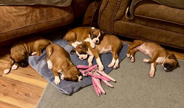 Boxer Puppies - 35 Years Responsible Breeder media 10