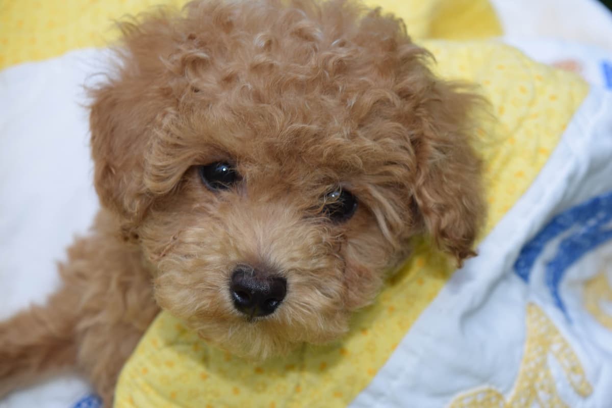 Poodle Puppies breeder image 1