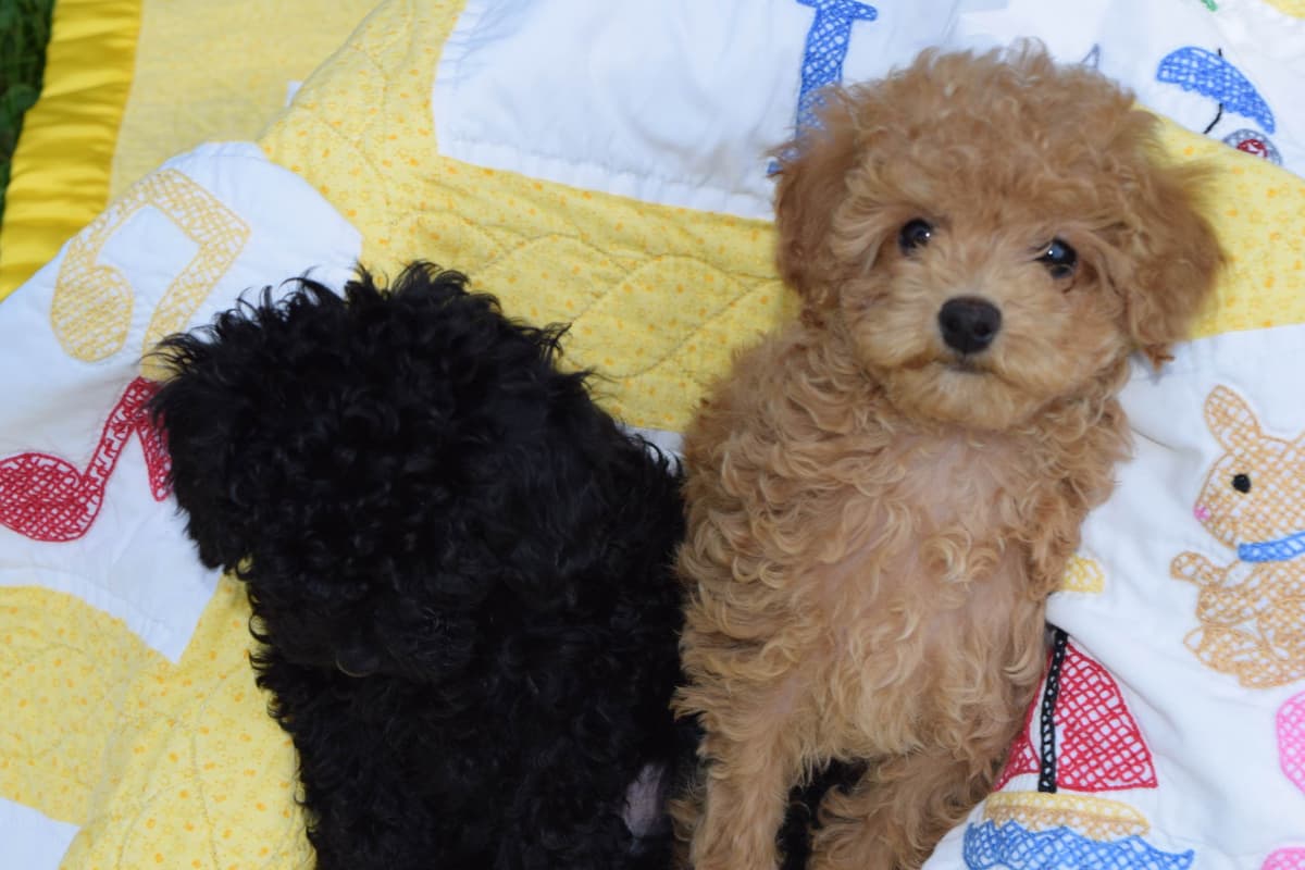 Poodle Puppies breeder image 5