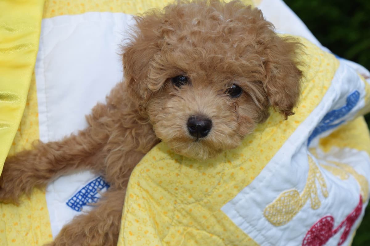 Poodle Puppies breeder image 2