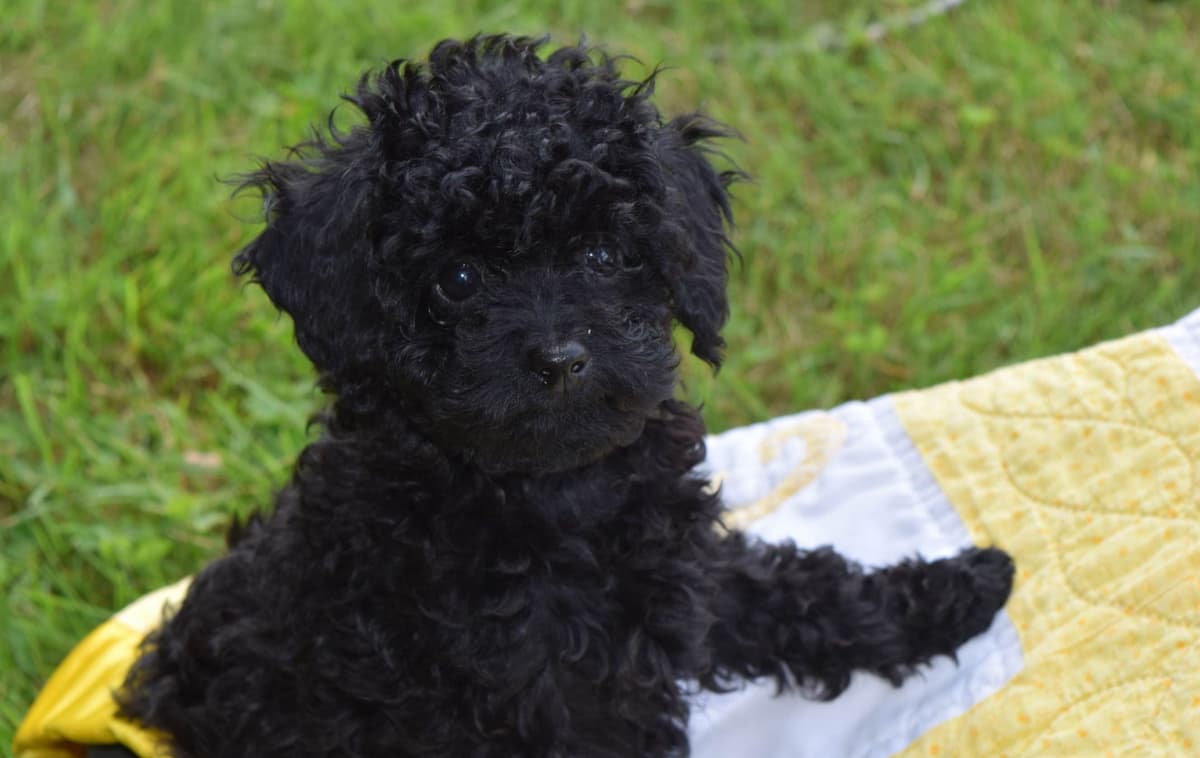 Poodle Puppies breeder image 4