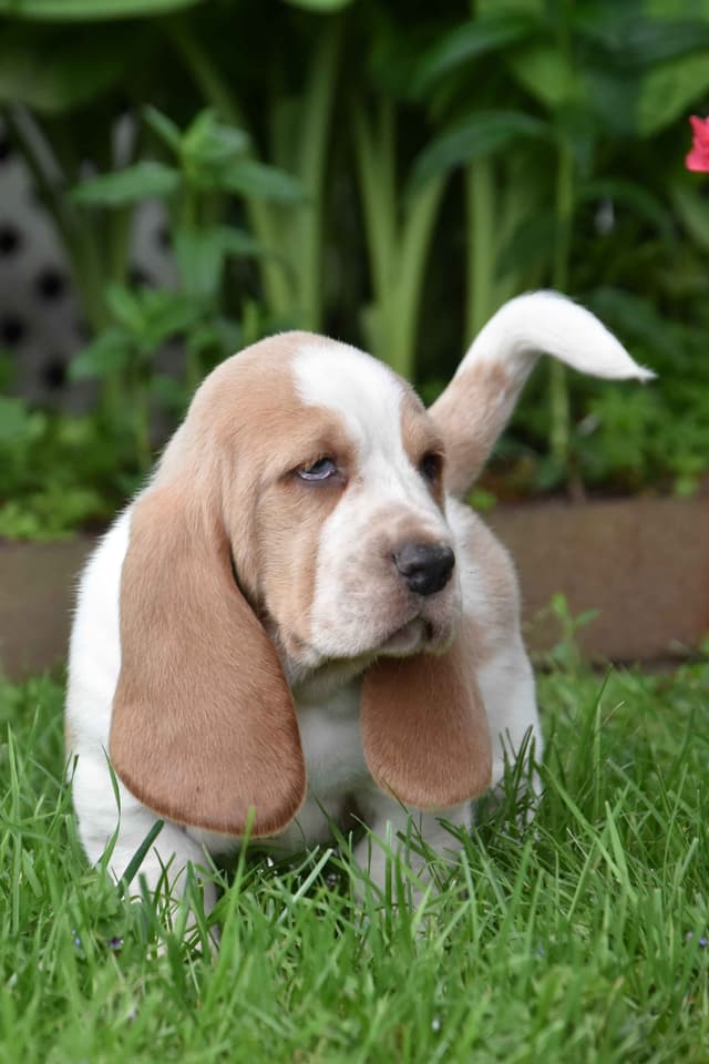 Basset Hound Puppies media 2