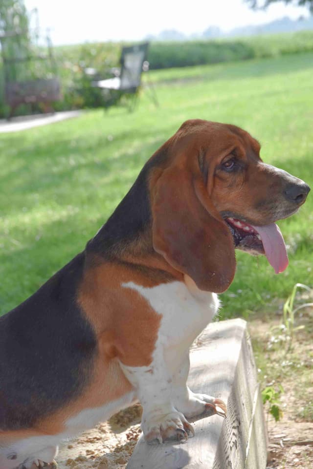 Basset Hound Puppies media 4