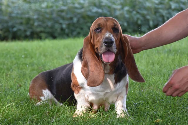 Basset Hound Puppies media 5