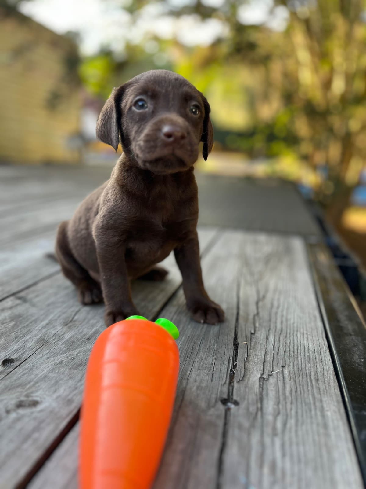 Chocolate Labrador Retriever Puppies breeder image 1