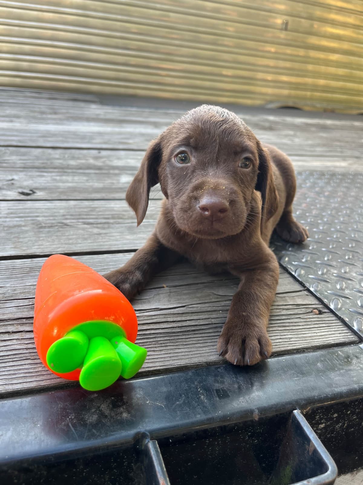 Chocolate Labrador Retriever Puppies breeder image 4