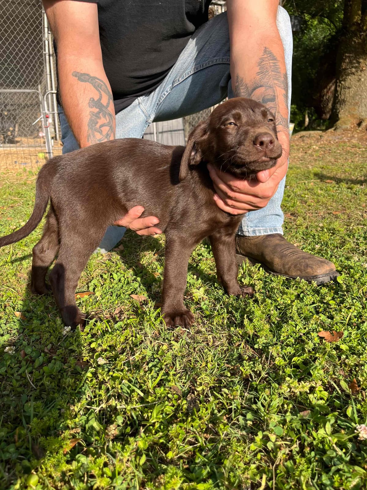 Chocolate Labrador Retriever Puppies breeder image 5