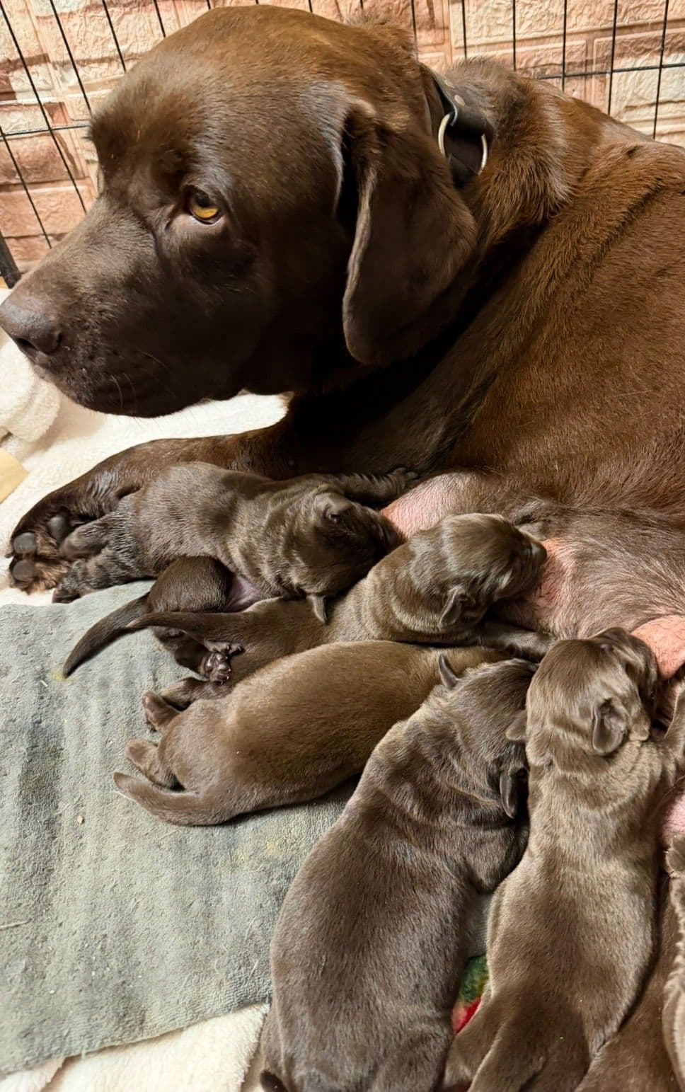 Chocolate Labrador Retriever Puppies breeder image 7