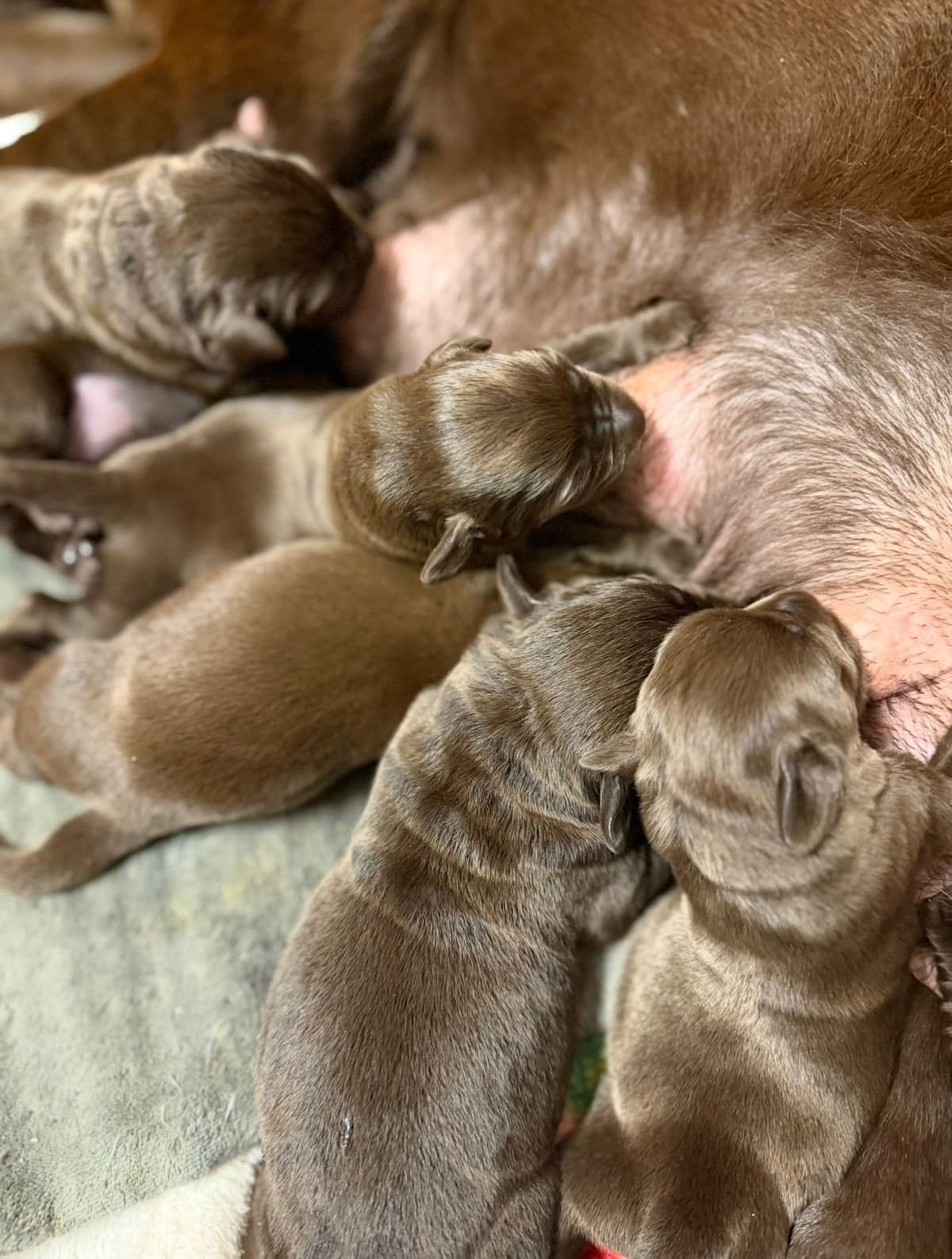 Chocolate Labrador Retriever Puppies breeder image 8
