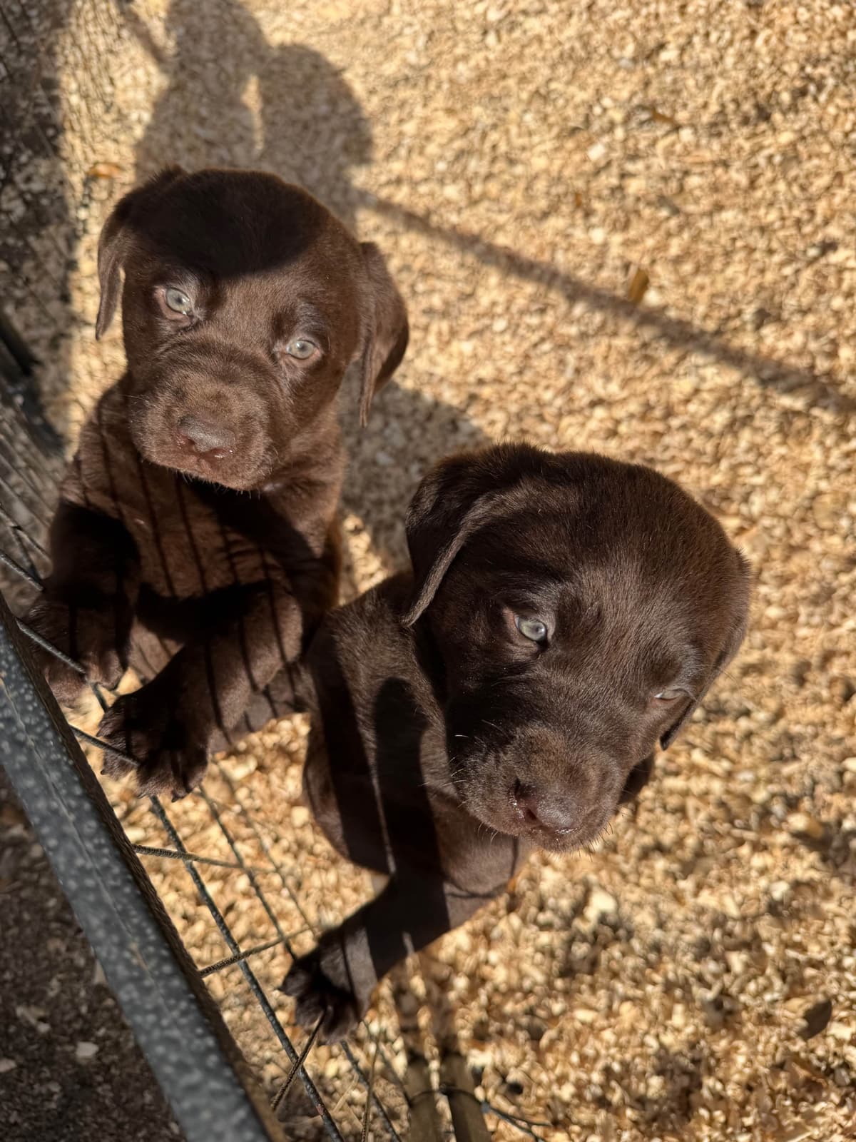 Chocolate Labrador Retriever Puppies breeder image 9