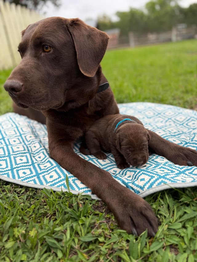 Chocolate Labrador Retriever Puppies media 2