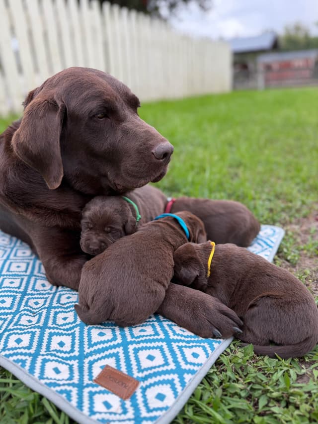 Chocolate Labrador Retriever Puppies media 3