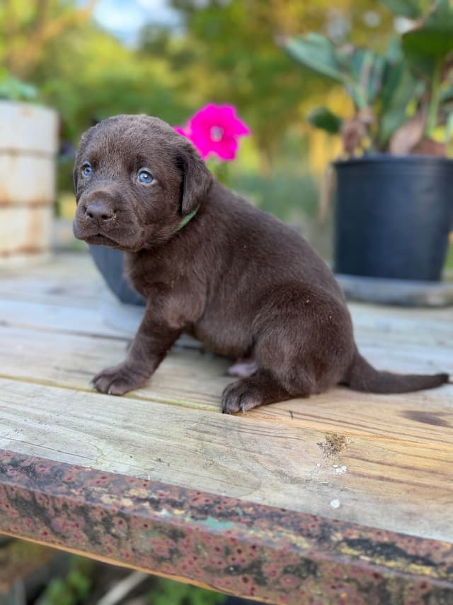 Chocolate Labrador Retriever Puppies media 4