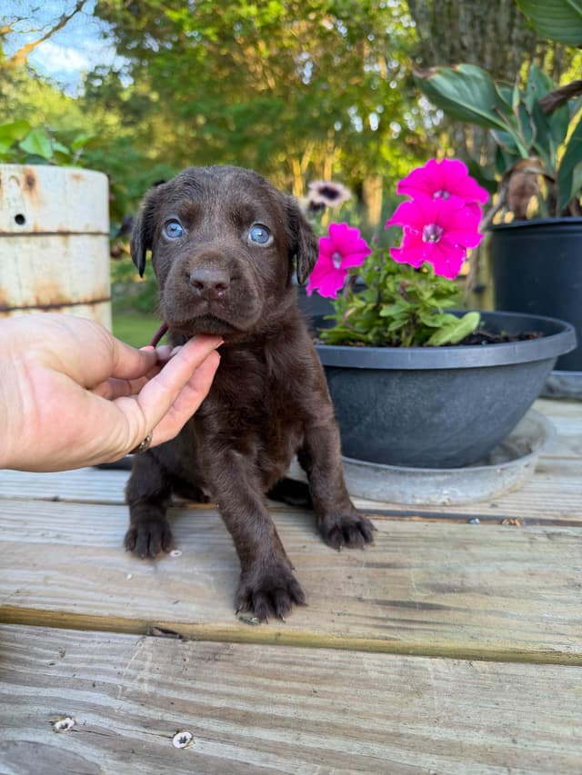 Chocolate Labrador Retriever Puppies media 5