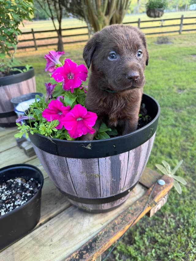 Chocolate Labrador Retriever Puppies media 6