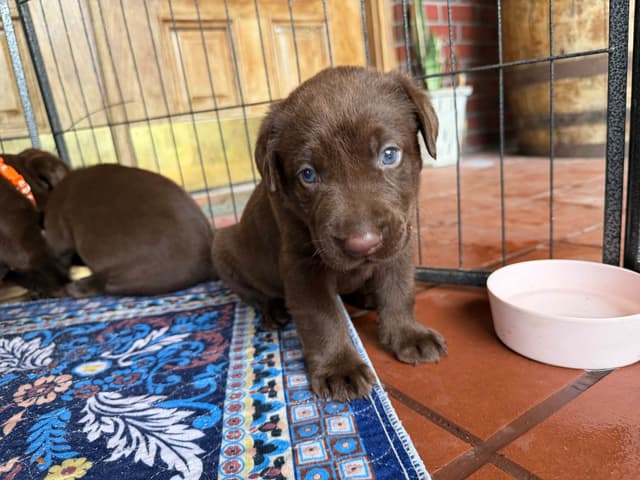 Chocolate Labrador Retriever Puppies media 2