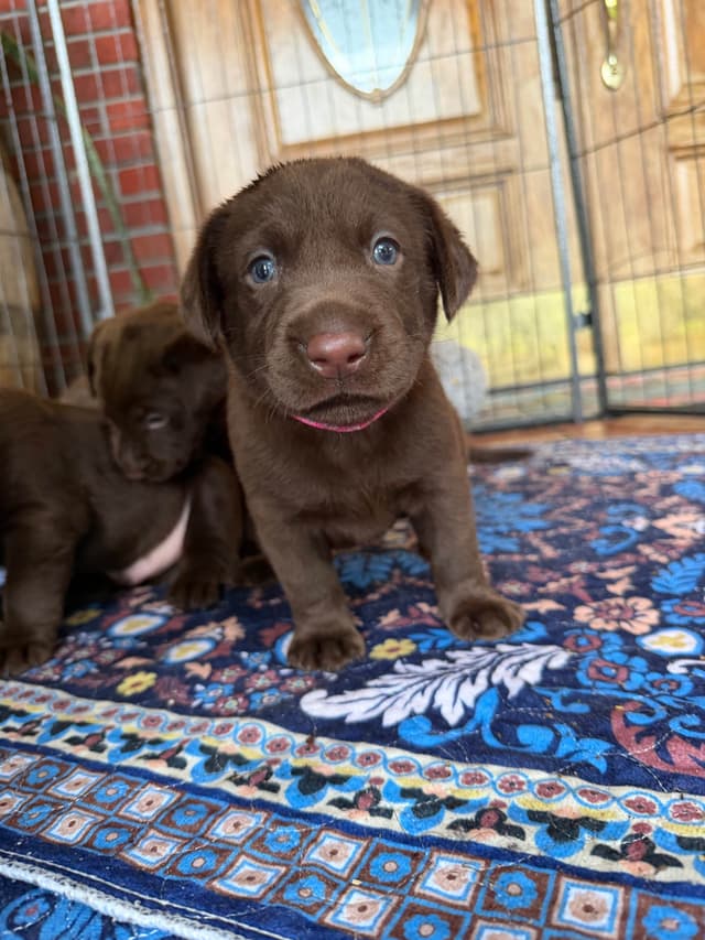 Chocolate Labrador Retriever Puppies media 3
