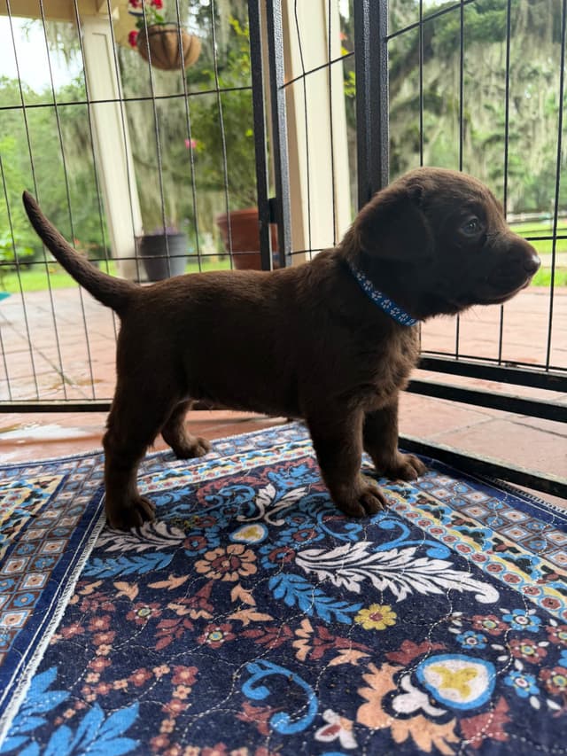Chocolate Labrador Retriever Puppies media 4