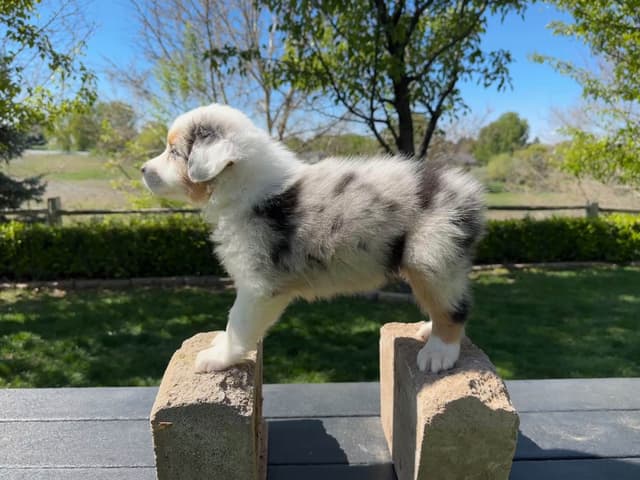 Australian Shepherd Puppies media 2