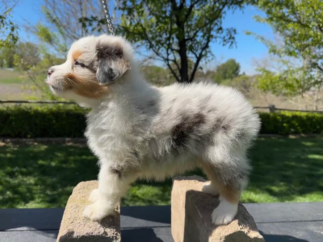 Australian Shepherd Puppies media 3