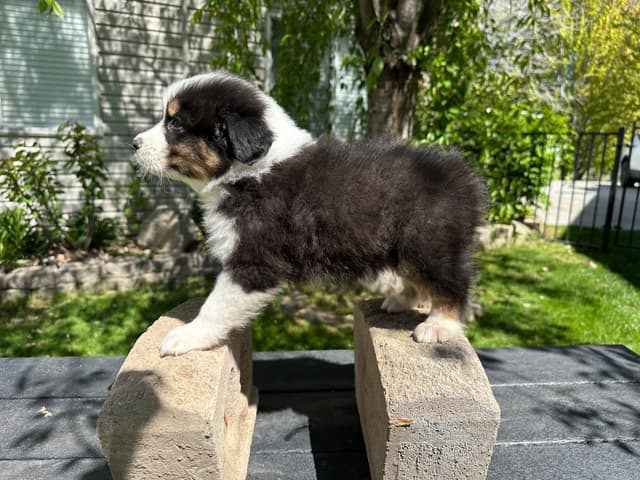 Australian Shepherd Puppies media 5