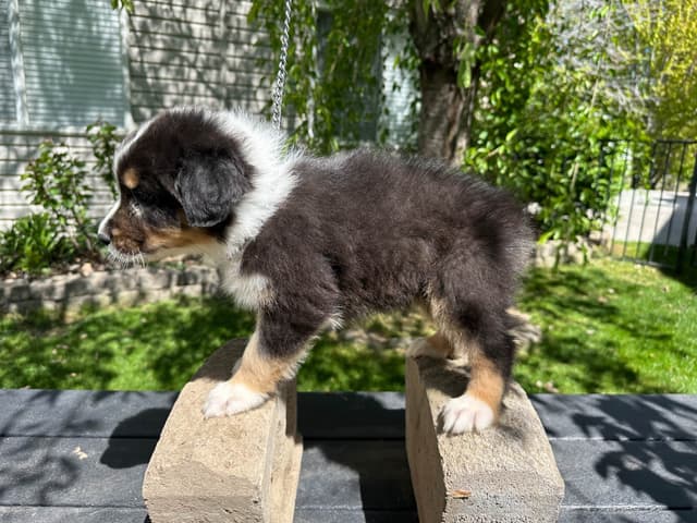 Australian Shepherd Puppies media 6