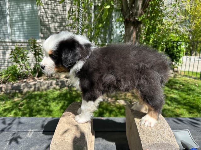 Australian Shepherd Puppies media 7