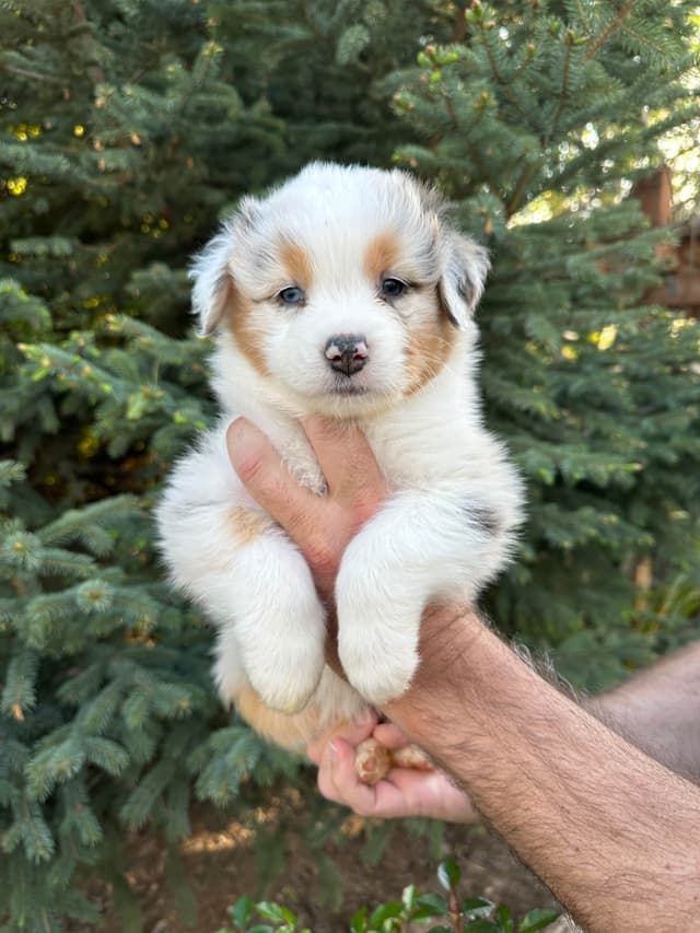 Australian Shepherd Puppies media 8