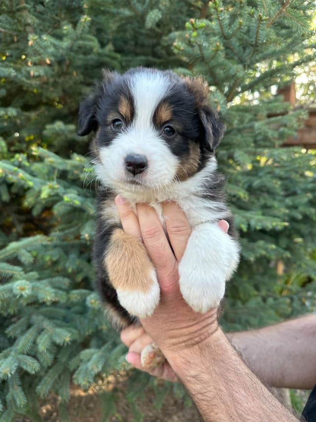 Australian Shepherd Puppies media 9