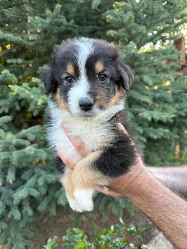 Australian Shepherd Puppies media 11