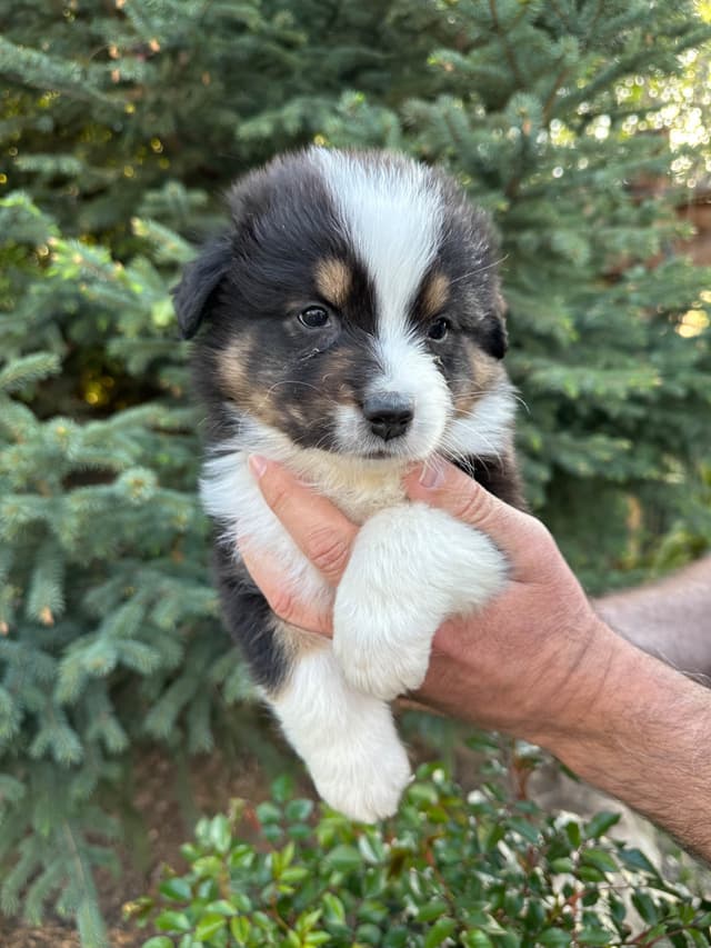 Australian Shepherd Puppies media 12