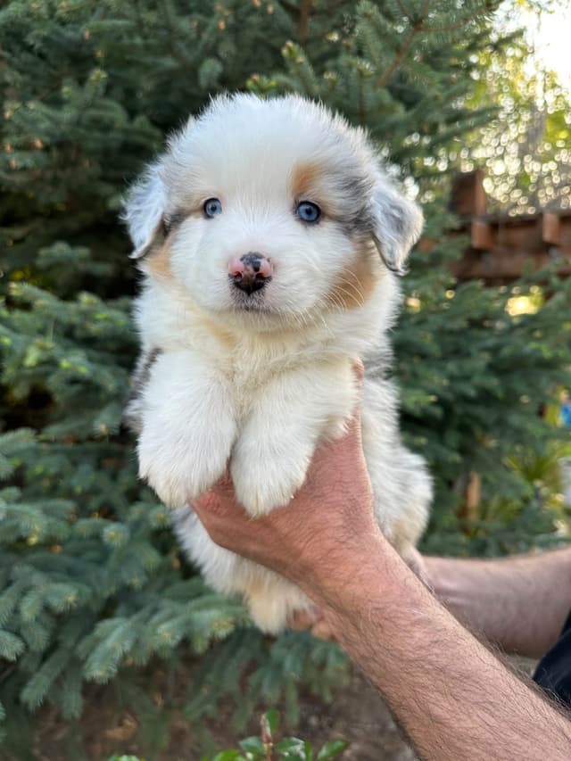 Australian Shepherd Puppies media 13