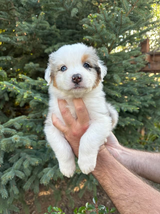 Australian Shepherd Puppies media 14