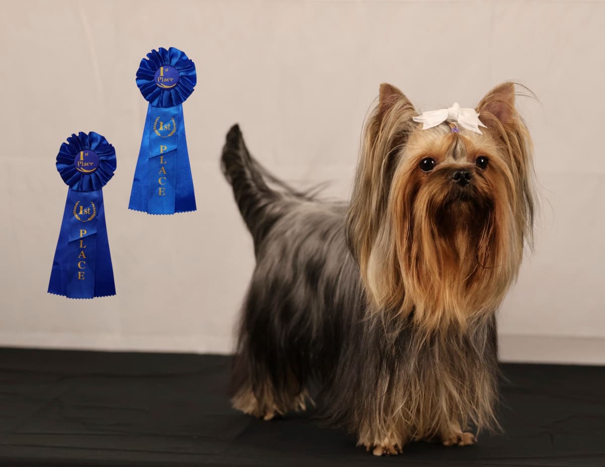 Biewer Terrier Puppies breeder image 1