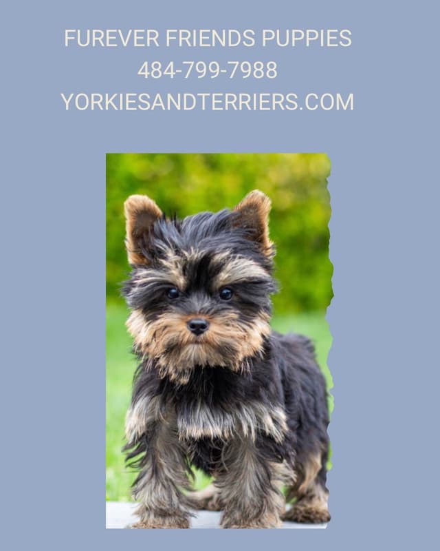 Yorkshire Terrier Puppies media 5