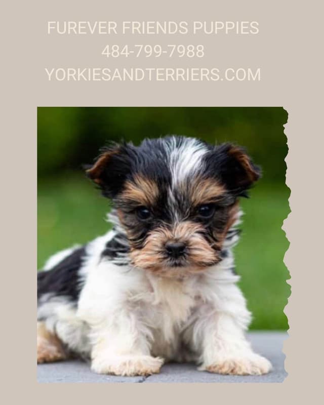 Biewer Terrier Puppies media 3