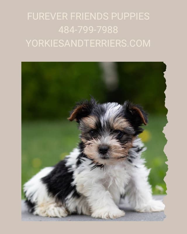 Biewer Terrier Puppies media 2