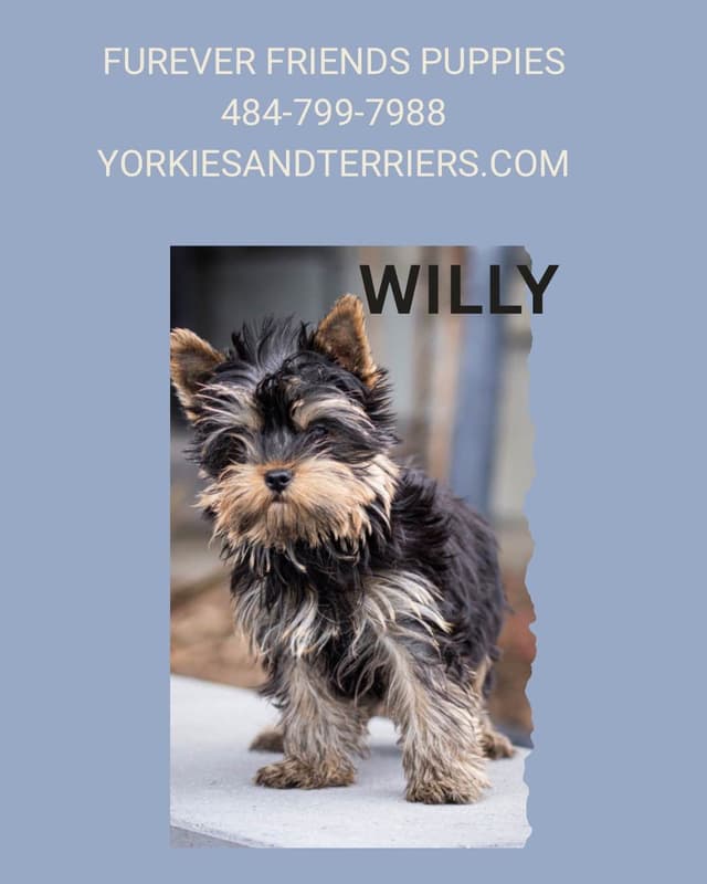 Yorkshire Terrier Puppies media 3