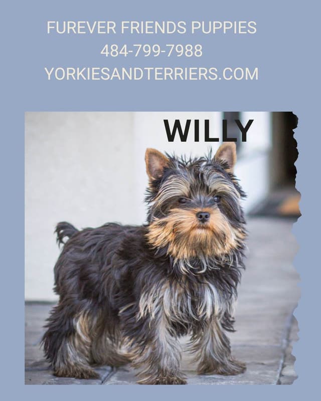 Yorkshire Terrier Puppies media 2