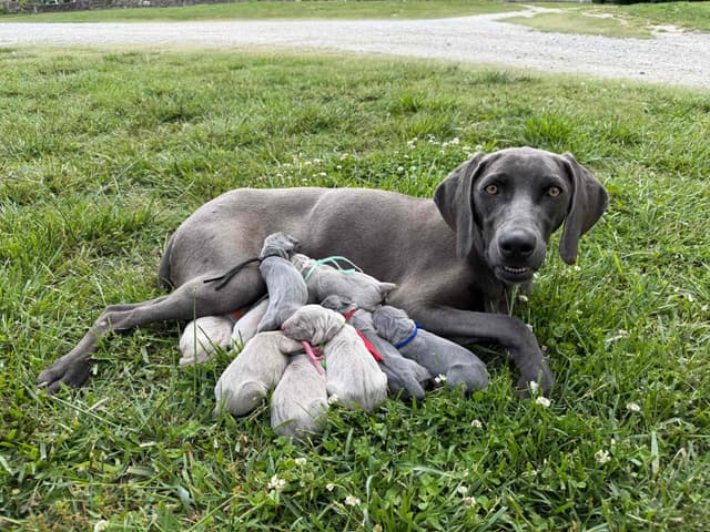 Weimaraner Puppies media 9