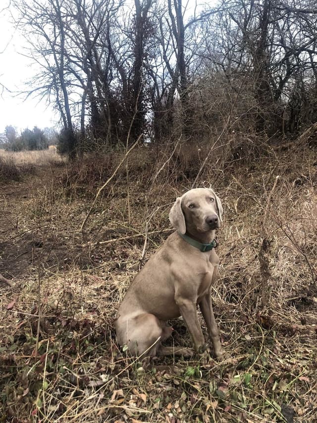 Weimaraner Puppies media 6