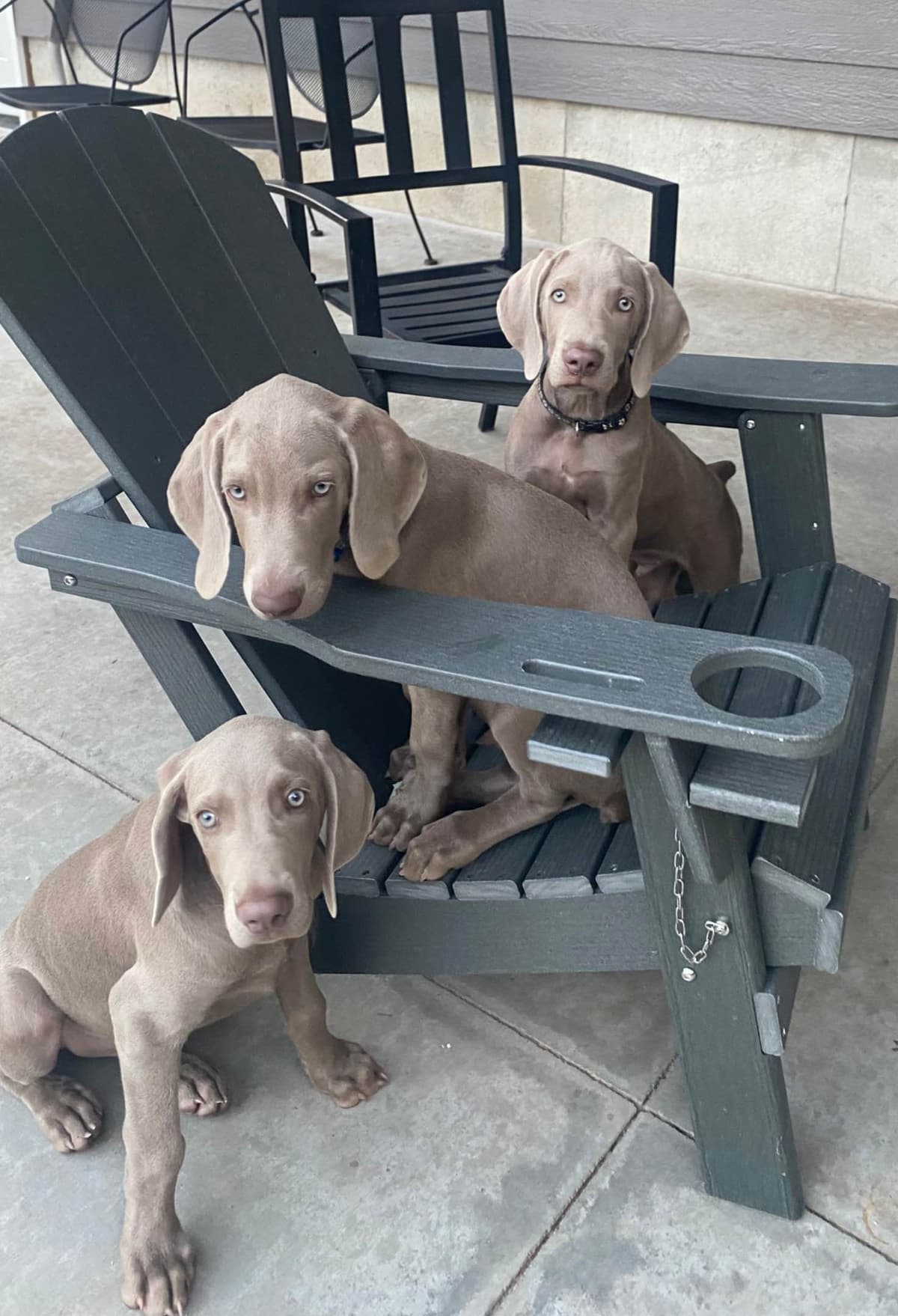 Weimaraner Puppies breeder image 2